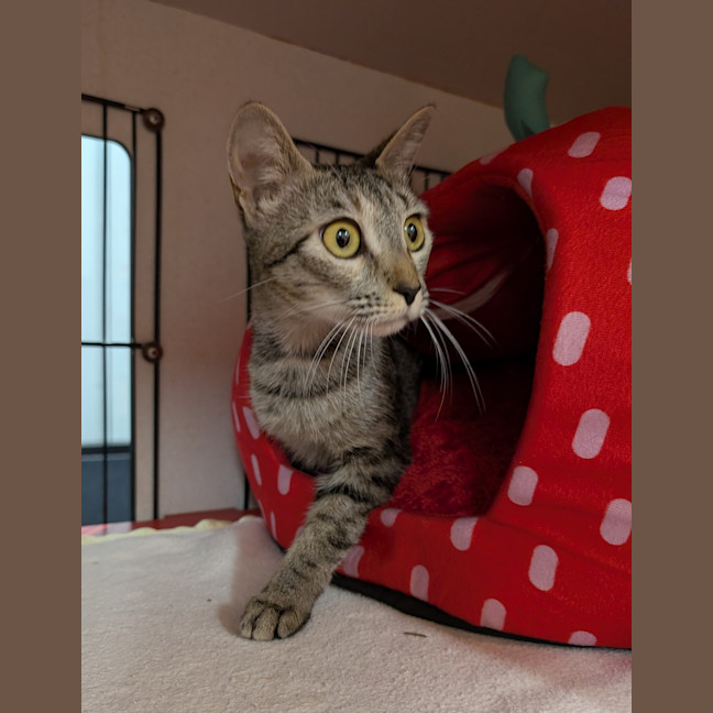 Photo of Bindi
