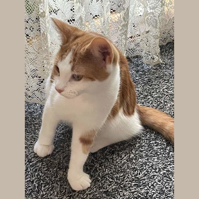 Photo of Whiskers