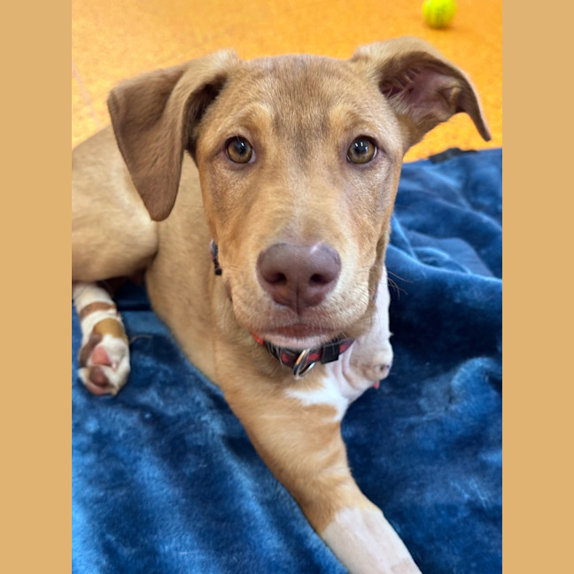 Photo of Banjo