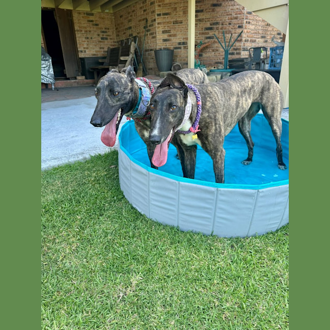 Photo of Brittney, The Greyhound