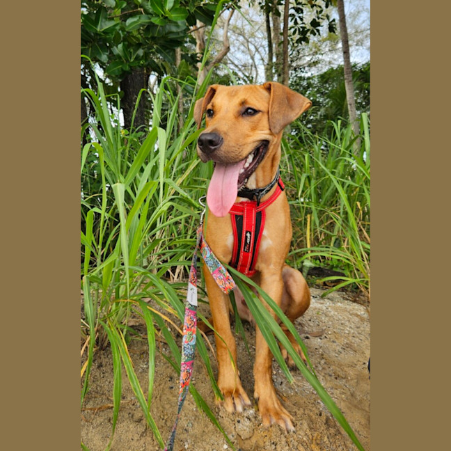 Photo of Chase