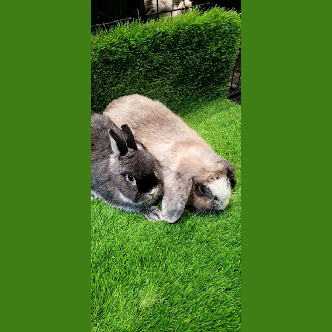 Photo of Honey And Harry 