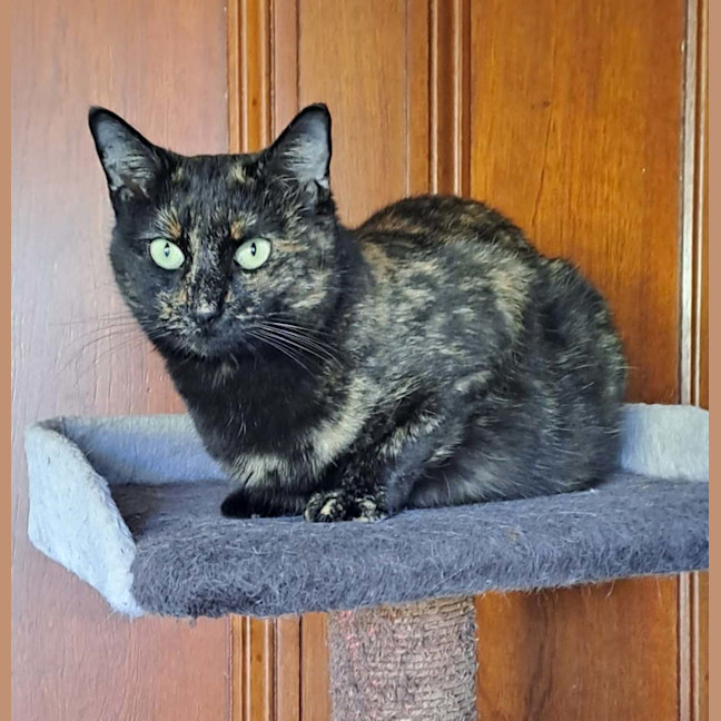 Photo of Tessa