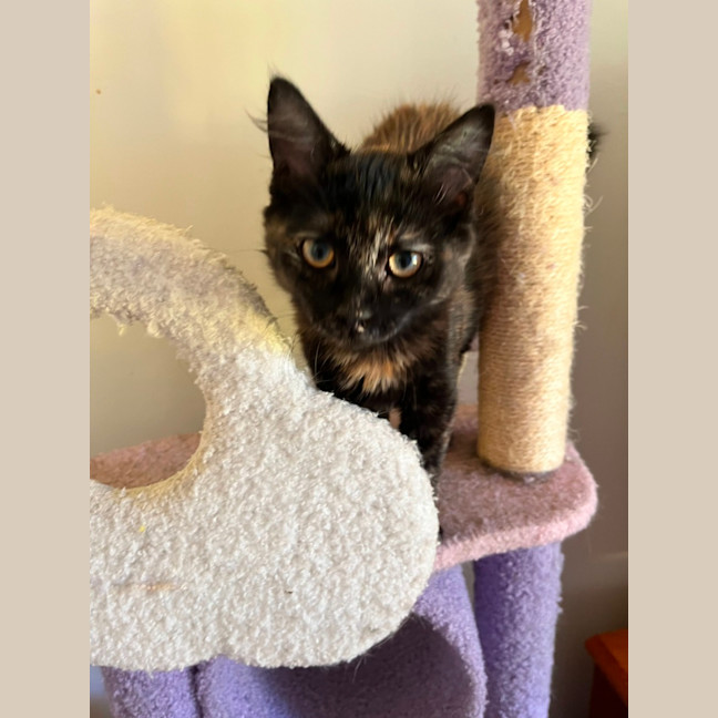 Photo of Suzi *9 Lives Project Rescue*