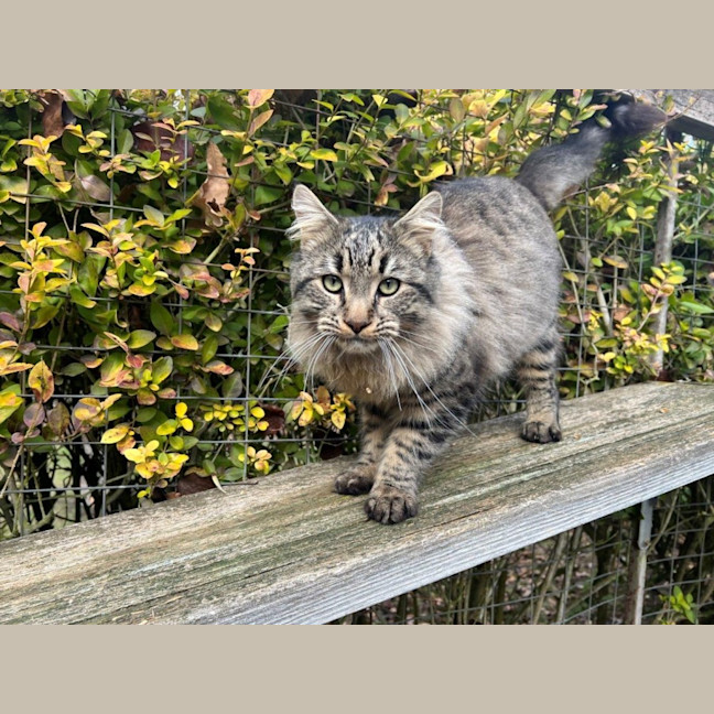 Photo of Aurelian Silvanus