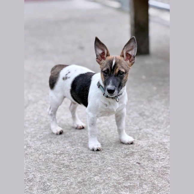Photo of Ollie