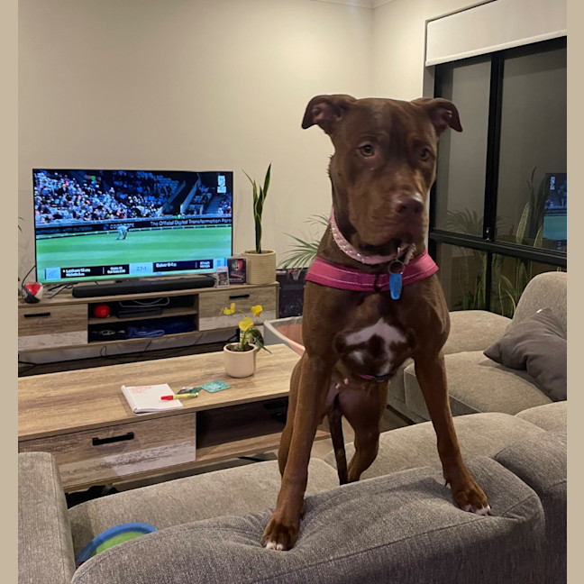 Photo of Coco
