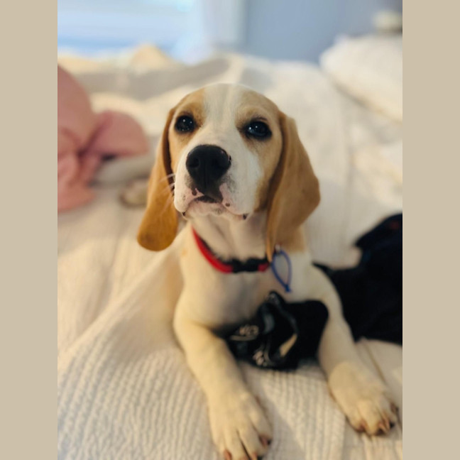 Photo of Henry B   3 Month Old Beagle