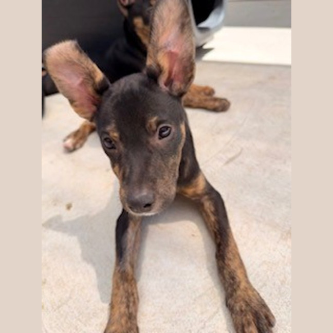 Photo of Scout