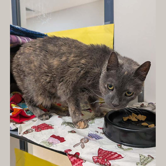 Photo of Smokey