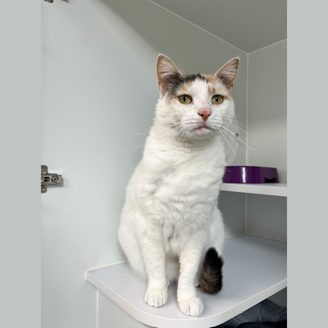 Photo of Tinkerbell