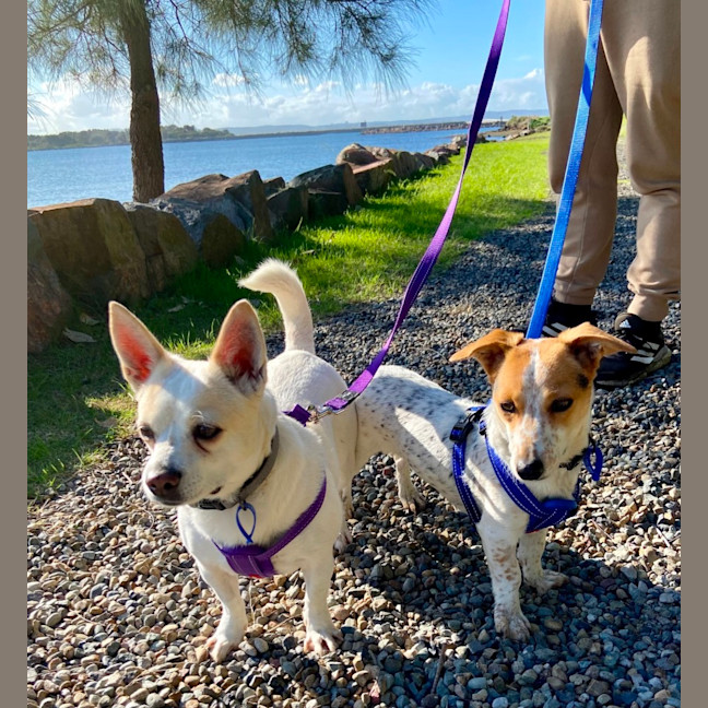 Photo of Penelope & Tala   5 & 2 Yo Chihuahua X