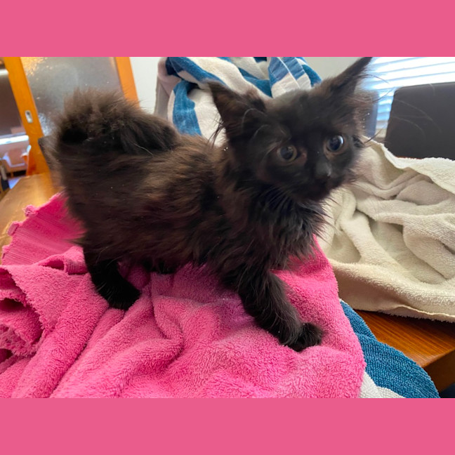 Photo of Black Floof