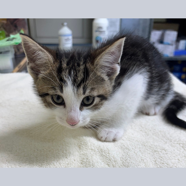 Photo of Percy