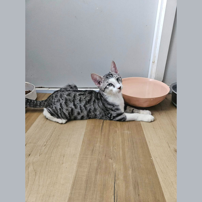 Photo of Pixie