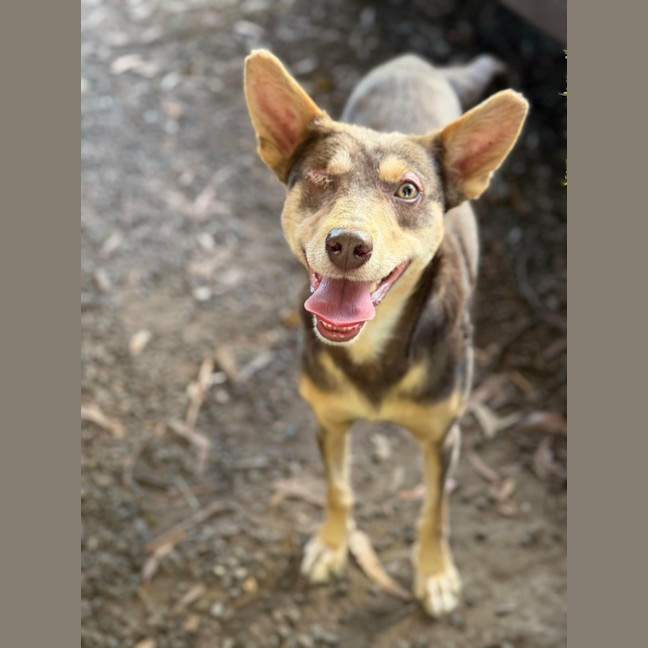 Photo of Romeo