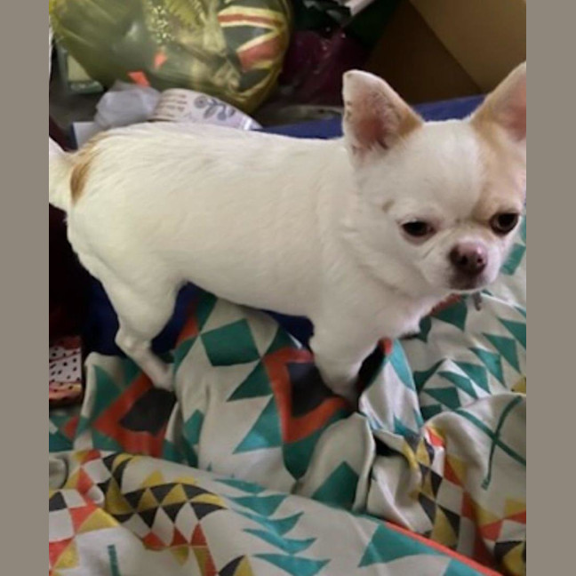 Photo of Goose And Stevie Uffelman