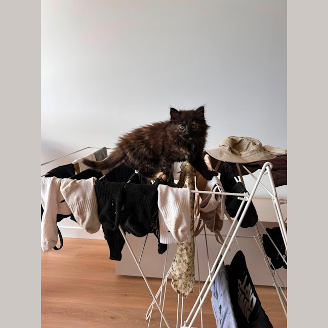 Photo of Toffee