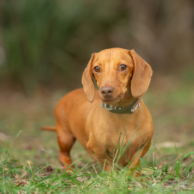 Photo of Oak