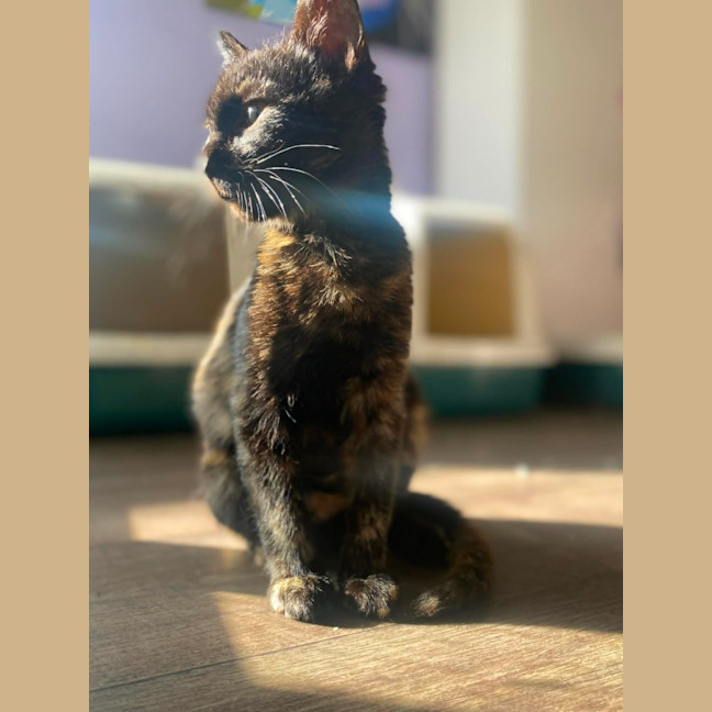 Photo of Magnolia 