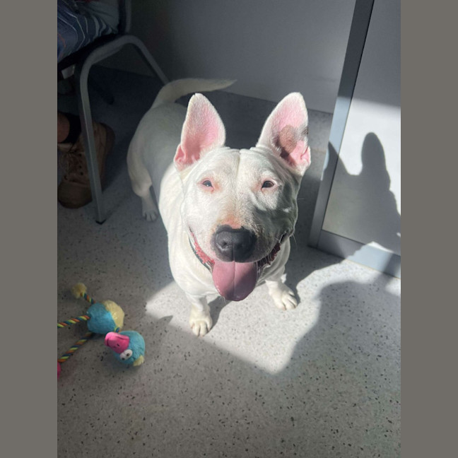 Photo of Stella