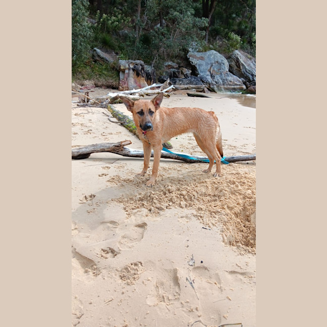 Photo of Nala