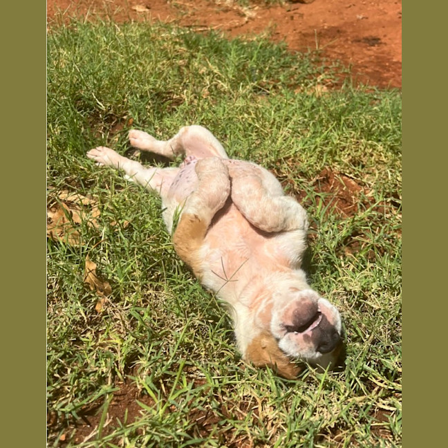 Photo of Skippy