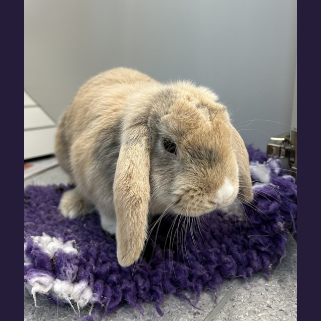 Photo of Mimi