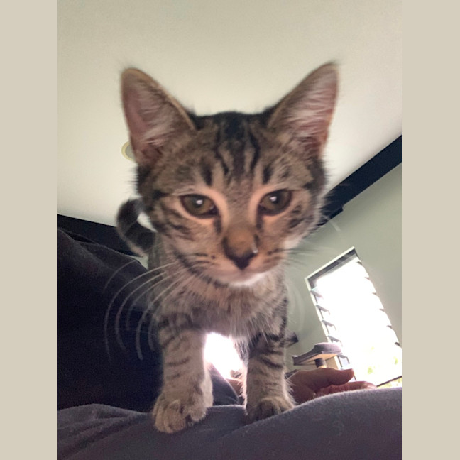 Photo of Luna