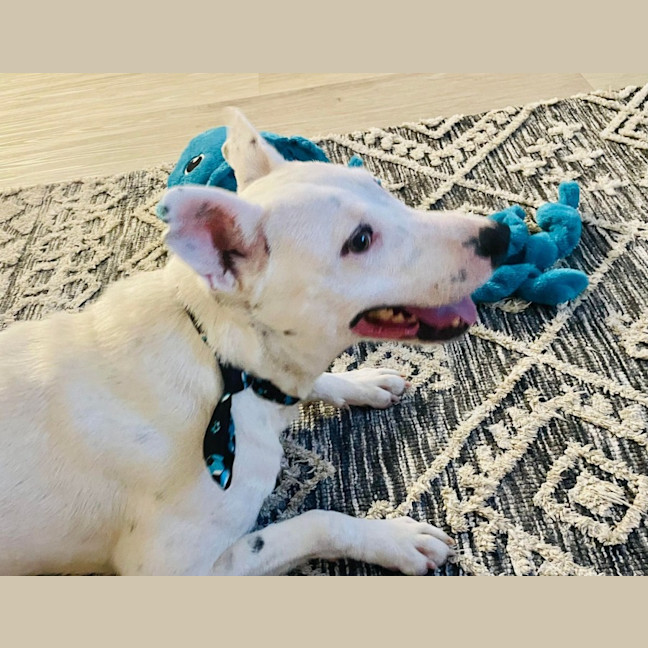 Photo of Ace