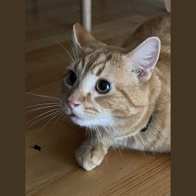 Photo of Dexter