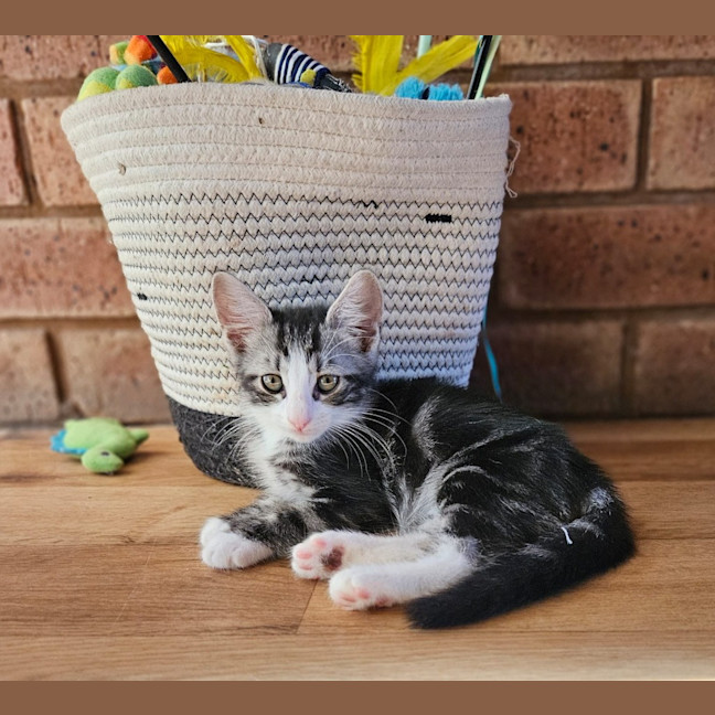 Photo of Archer