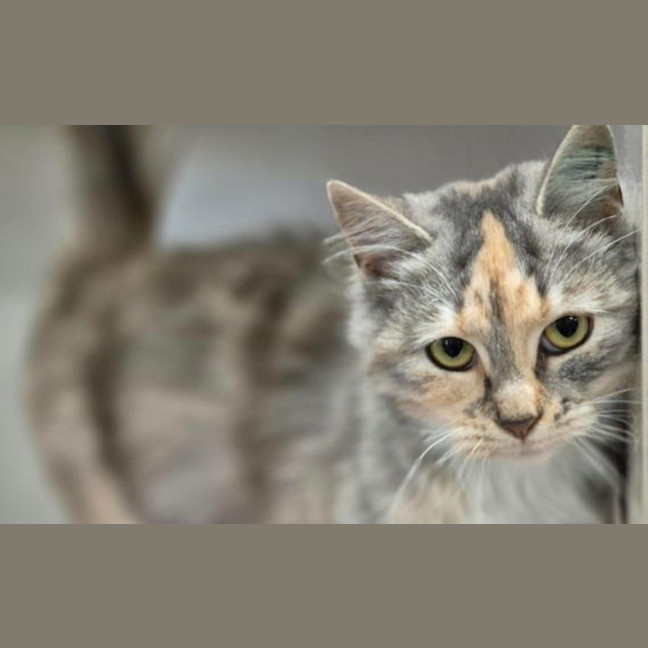 Photo of Bompkin