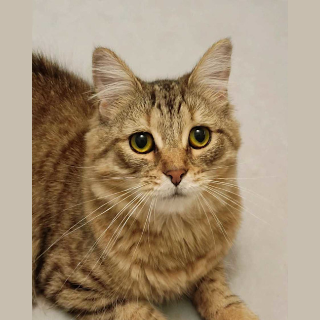 Photo of Cinnamon 