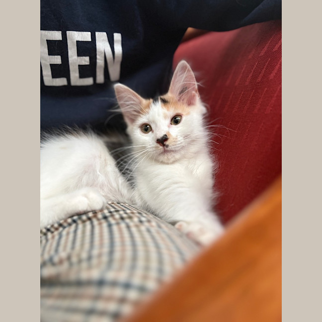 Photo of Ginger Spice