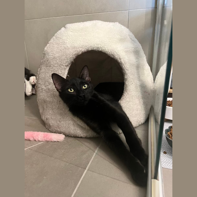 Photo of Midnight