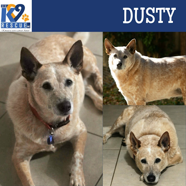 Photo of Dusty