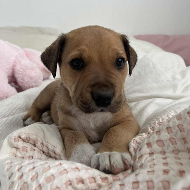 Photo of Jake The Dog