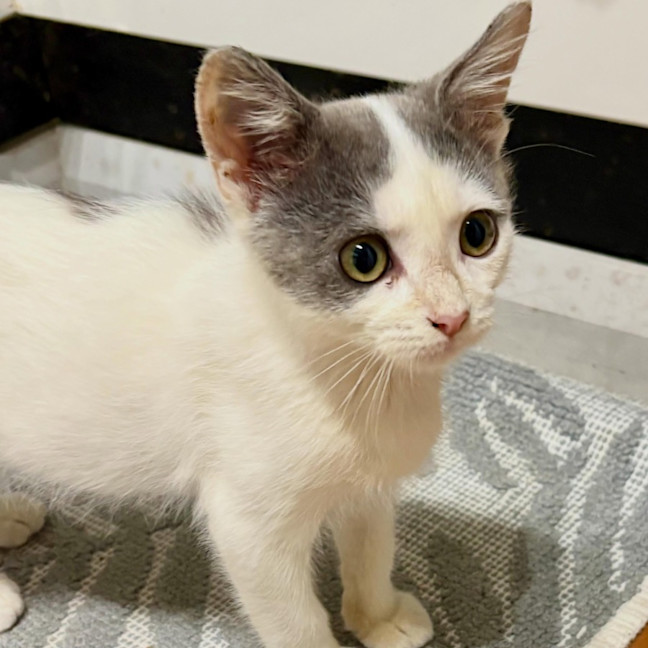 Photo of Charlie