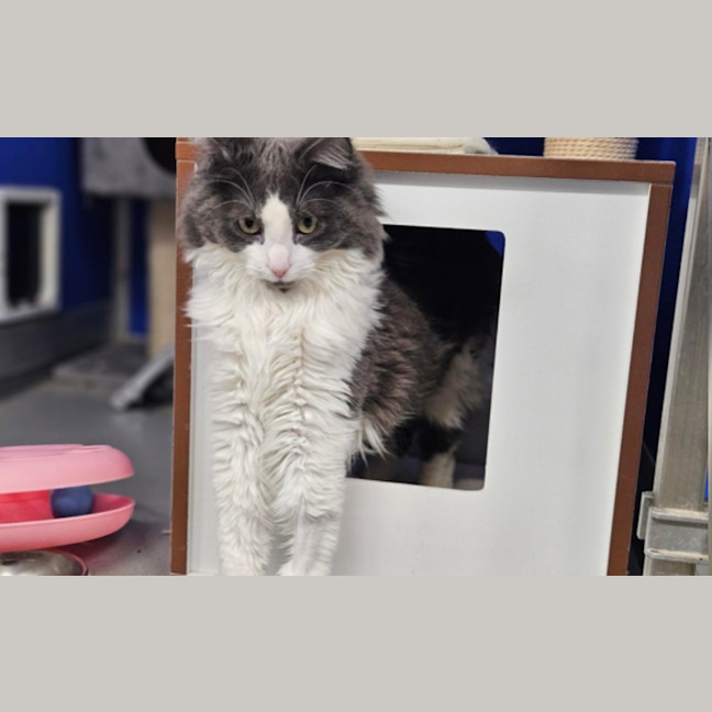 Photo of Sylvester
