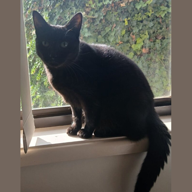 Photo of Nysa