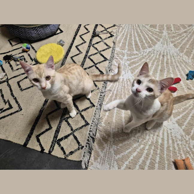 Photo of Lucky And Blue