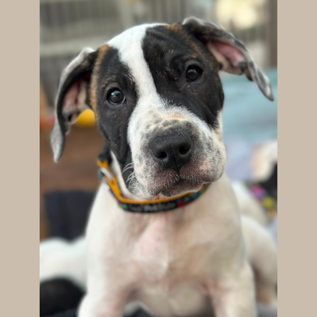 Photo of Bazoo