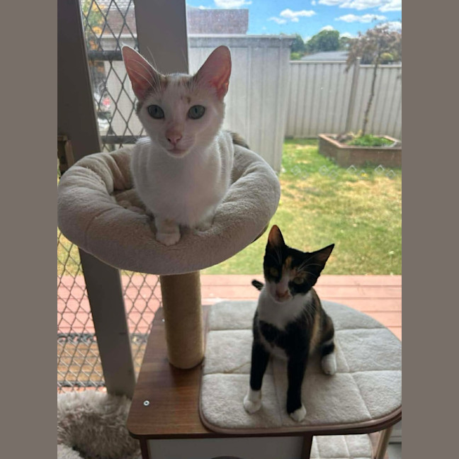 Photo of Tansy & Petal 