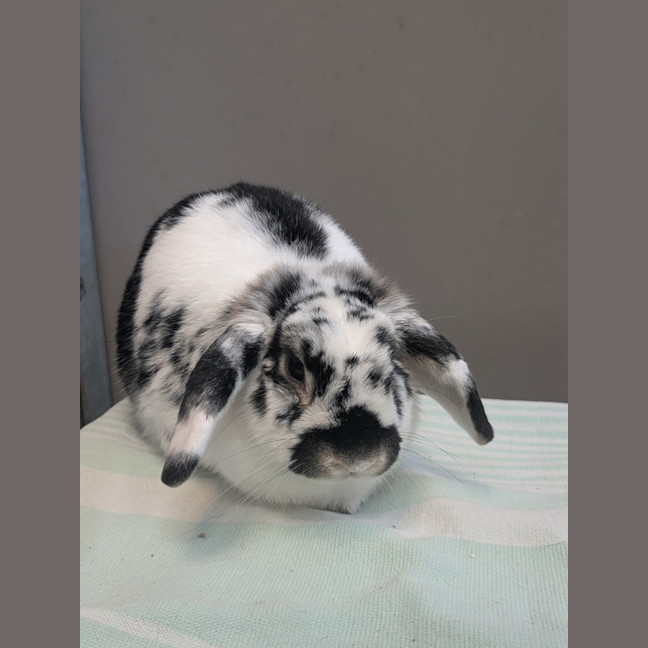 Photo of Clyde