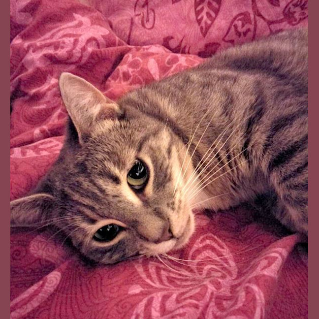 Photo of Mixie