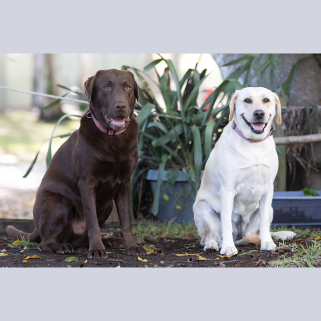 Photo of Cadbury