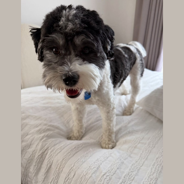 Photo of Daisy (In Foster Care) (On Hold)