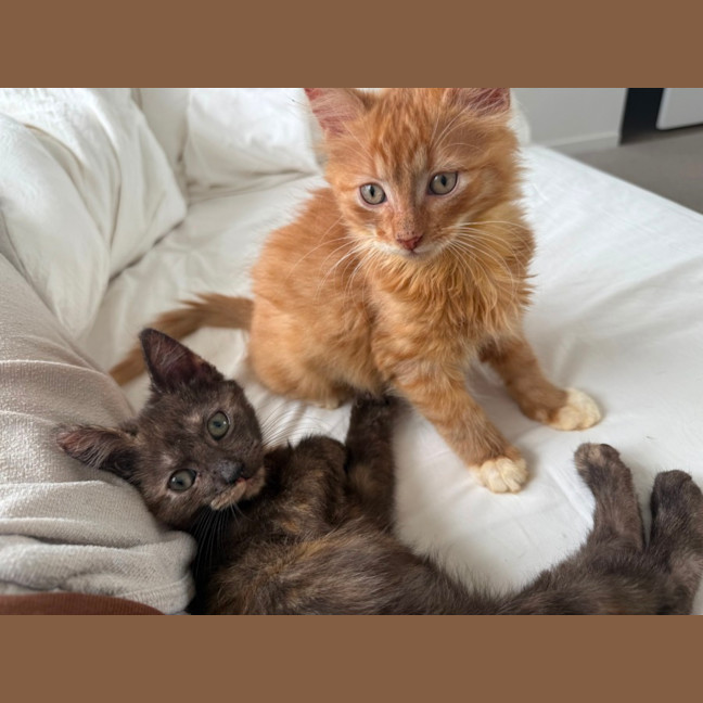 Photo of Wallaby & Wombat