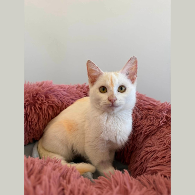 Photo of Kinali 